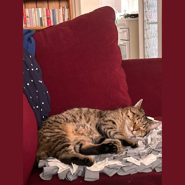 Photo of Dixie