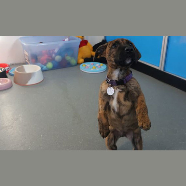 Photo of Astro