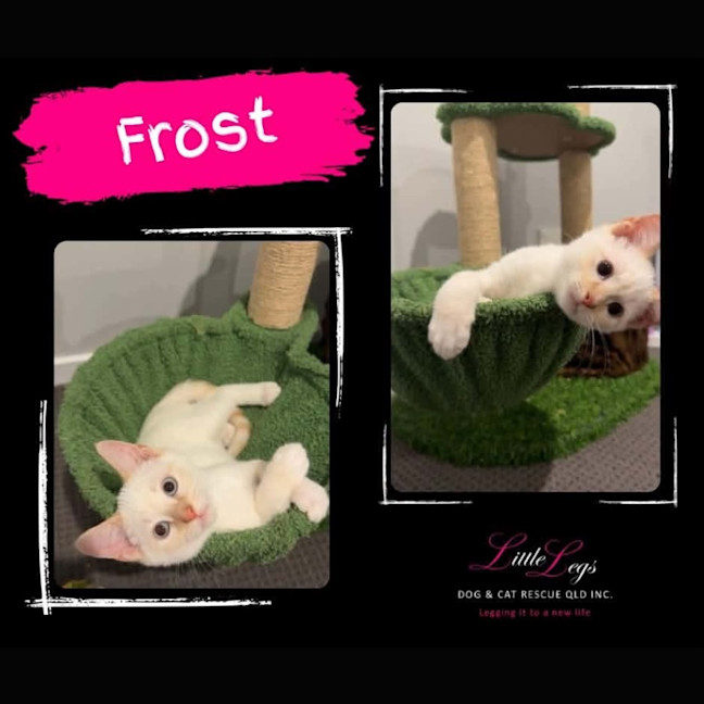 Photo of Frost