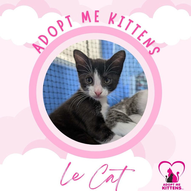 Photo of Le Cat