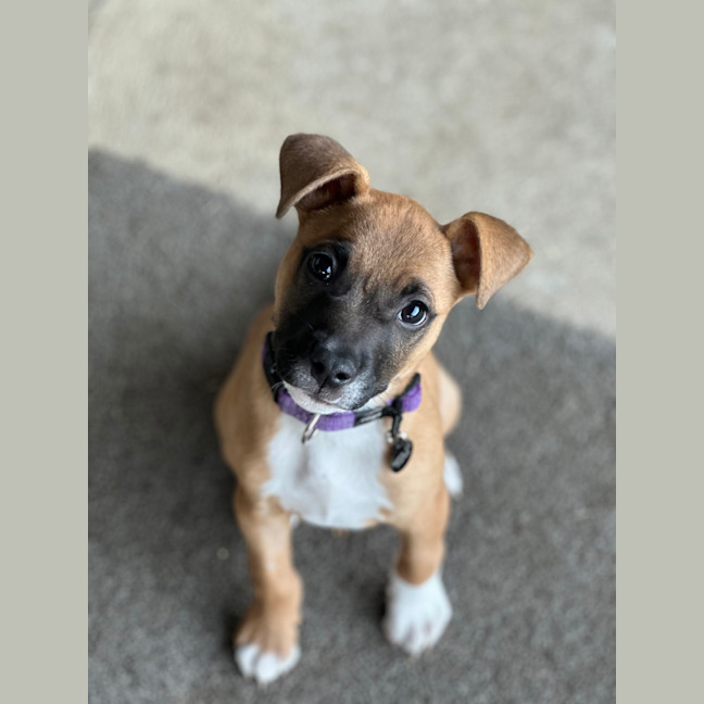 Photo of Gator