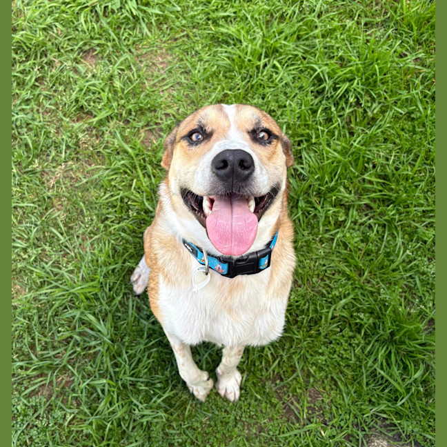 Photo of Benji