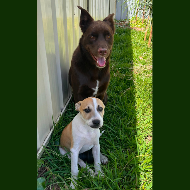 Photo of Layla   13 Week Old Fox Terrier X Kelpie (Trial)