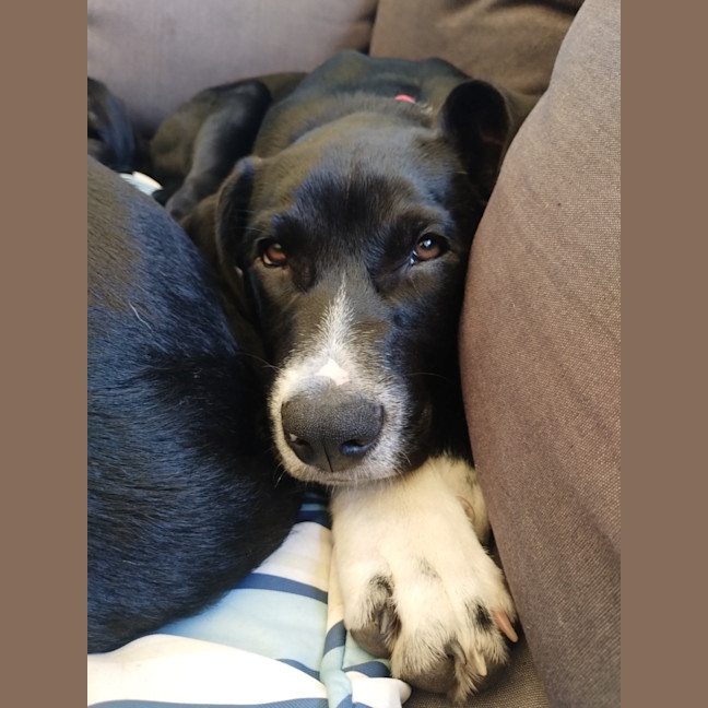 Photo of Panda   4 Month Old Border Collie X Kelpie (Trial)