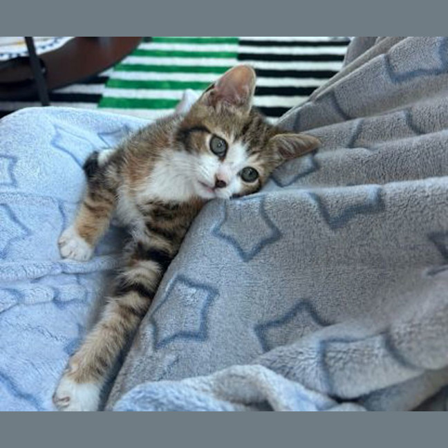 Photo of Peaches