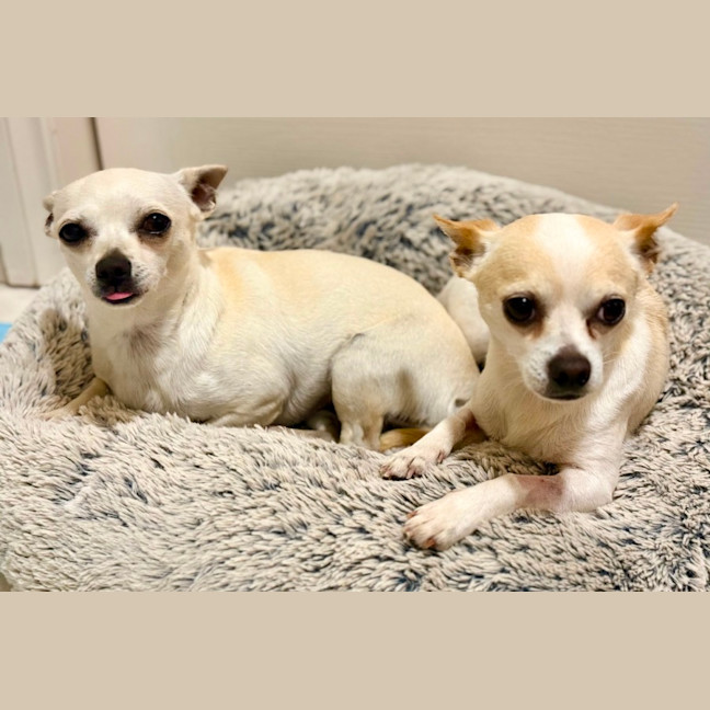 Photo of Mickey & Minnie