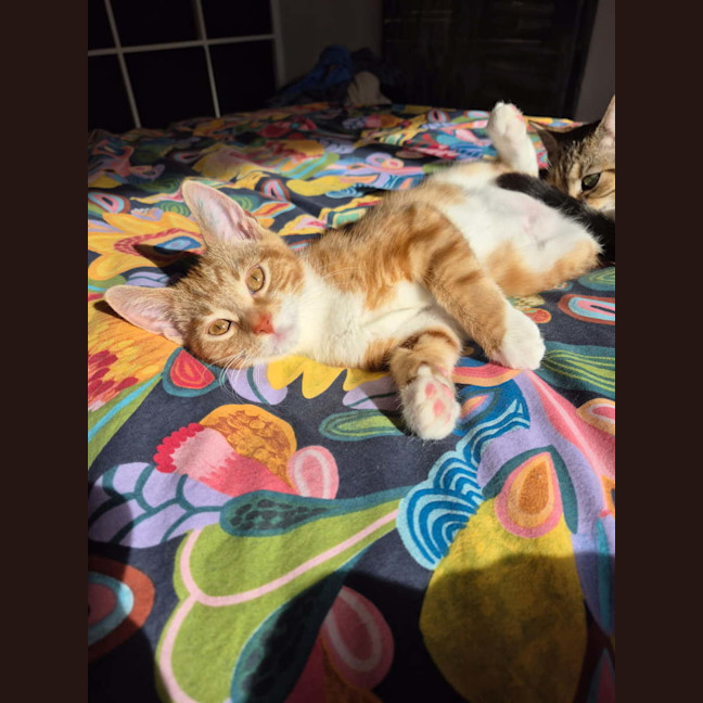 Photo of Cannoli