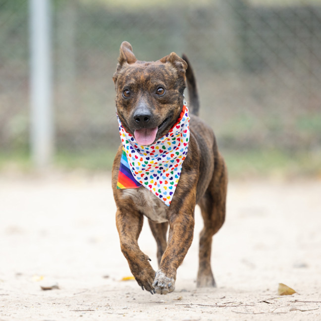 Photo of Archie Bear