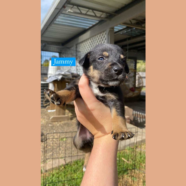 Photo of Jammy   8 Week Old Kelpie X (Trial)