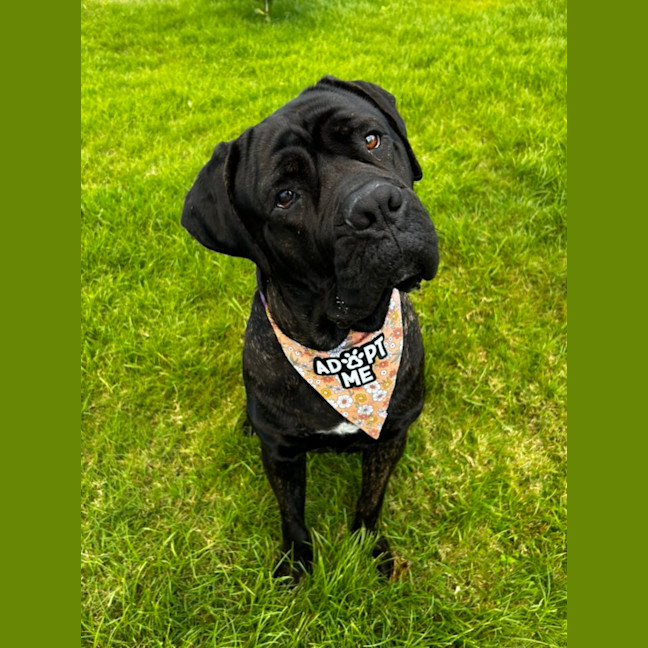 Photo of Billie *$350 Adoption Fee*