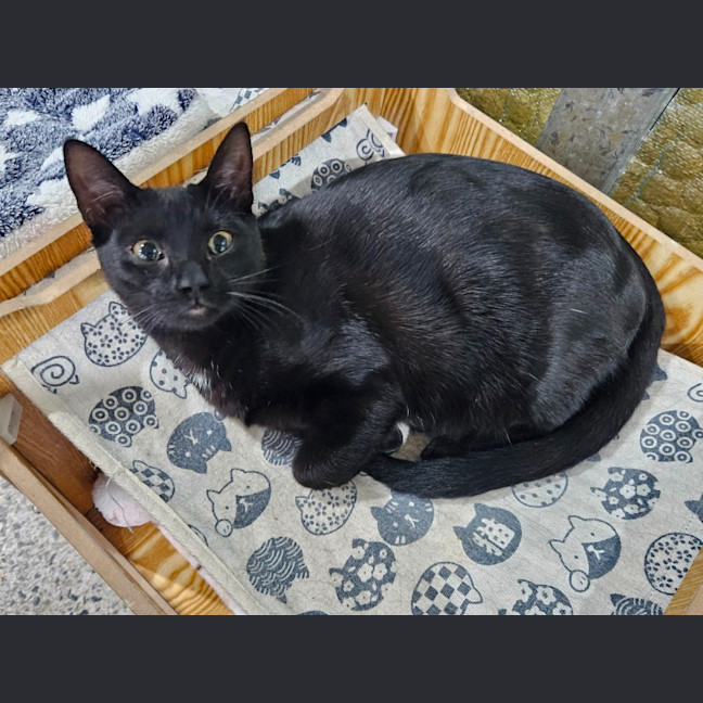 Photo of Bailey