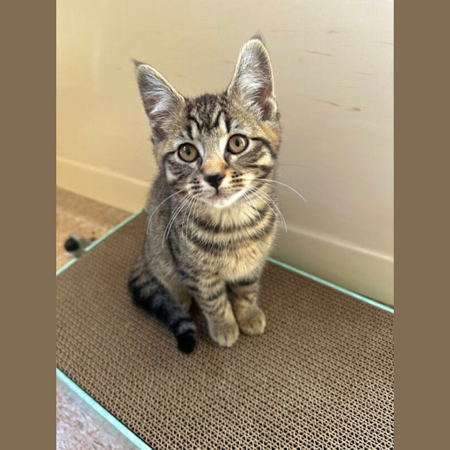 Photo of Odin