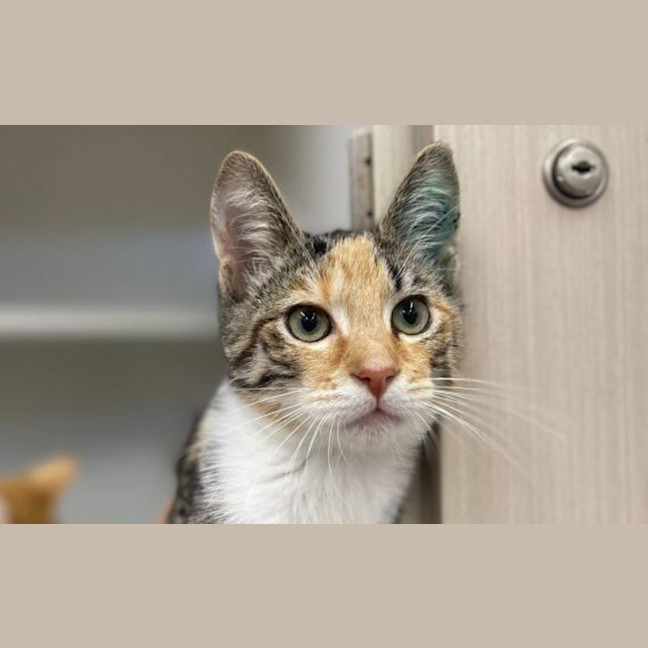 Photo of Bagel