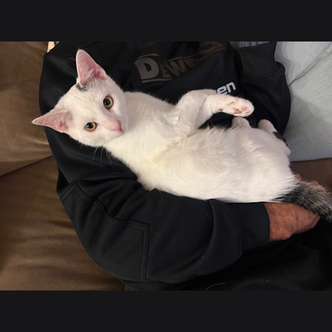Photo of Ghost