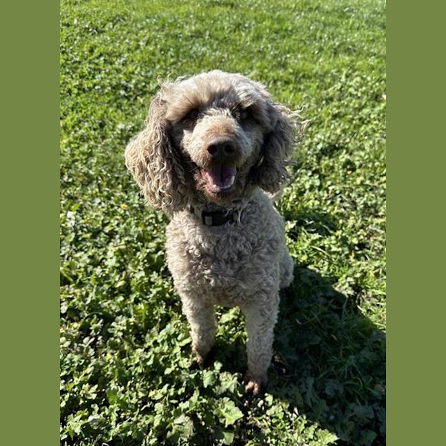 Photo of Fudge