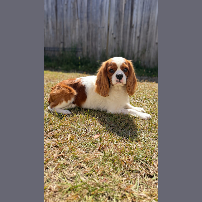 Photo of Charlie