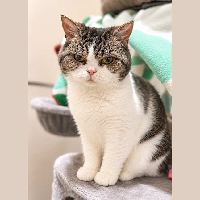 Photo of Stella