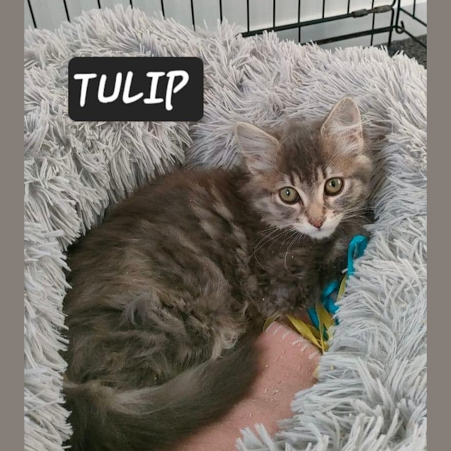 Photo of Tulip 🌷