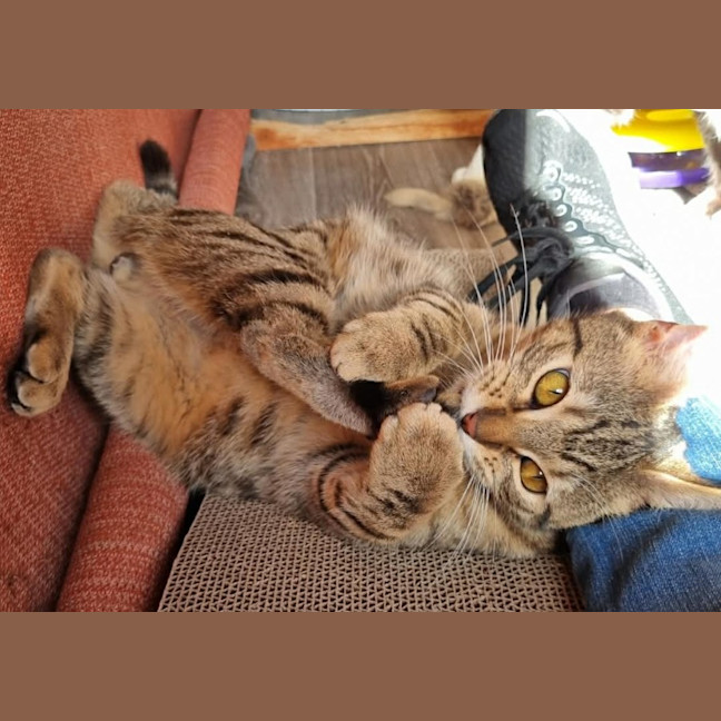 Photo of Flounder