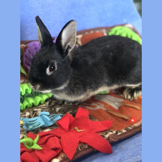 Photo of Snickers