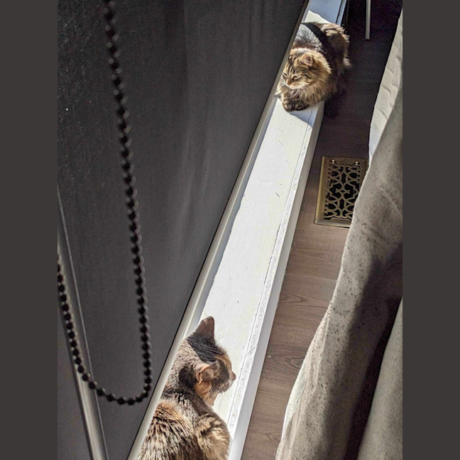 Photo of Felicity 🌹