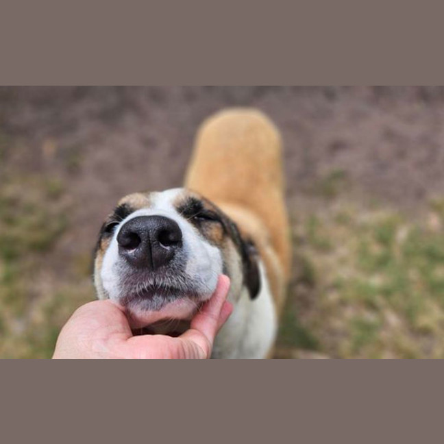 Photo of Gracie