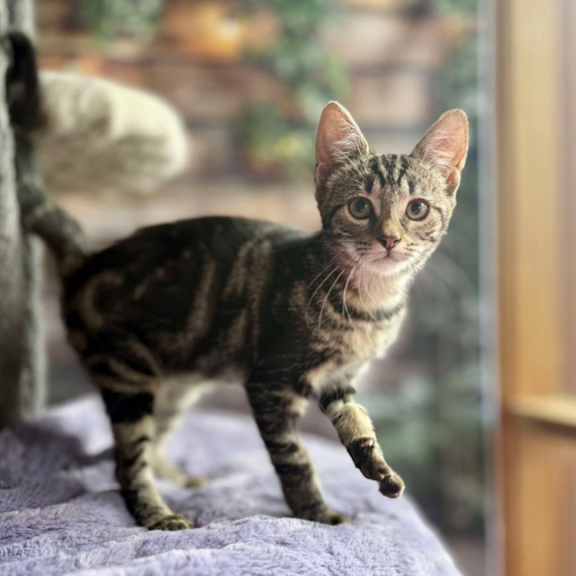 Photo of Blossom   Meet Me At Ivanhoe East Vet Clinic