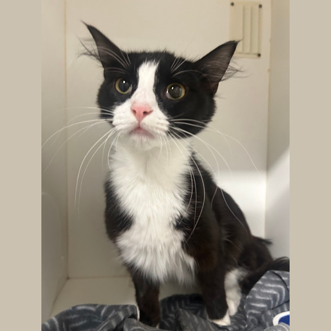 Photo of Mittenz