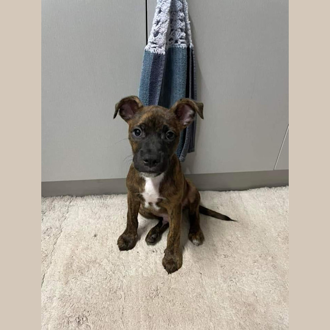 Photo of Mudi (Bear)