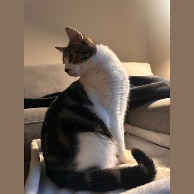 Photo of Jj *9 Lives Project Rescue*