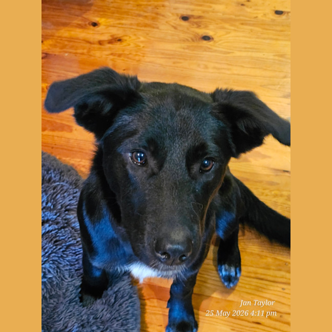 Photo of Tucker