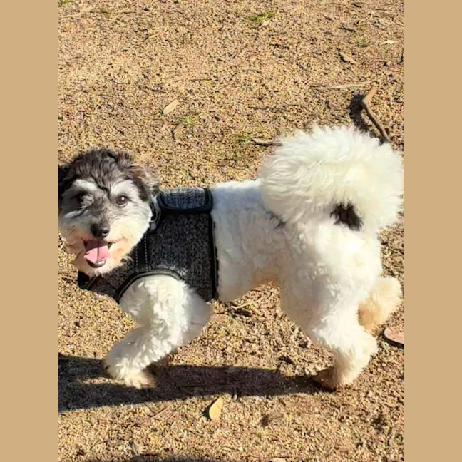Photo of Rocco 