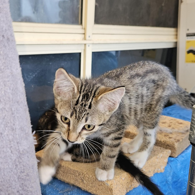 Photo of Greta **2nd Chance Cat Rescue**