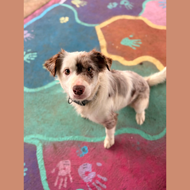 Photo of Trixie