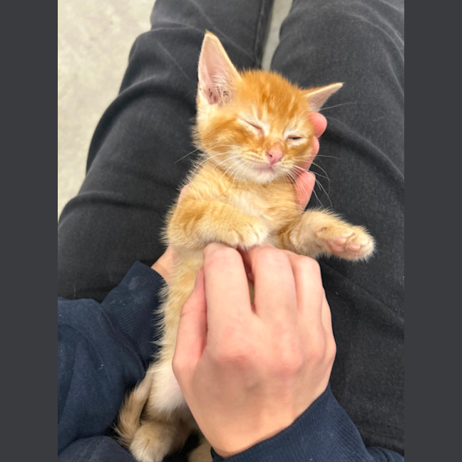 Photo of Fidget