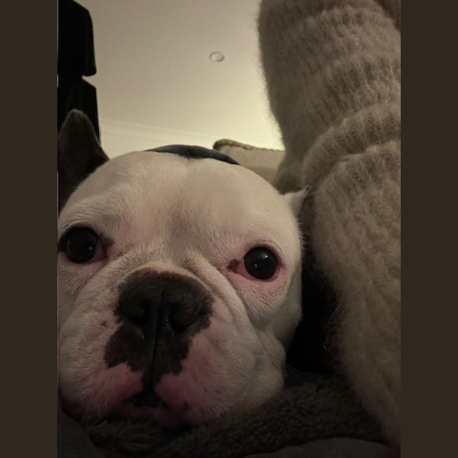 Photo of Kylo   5 Year Old French Bulldog 