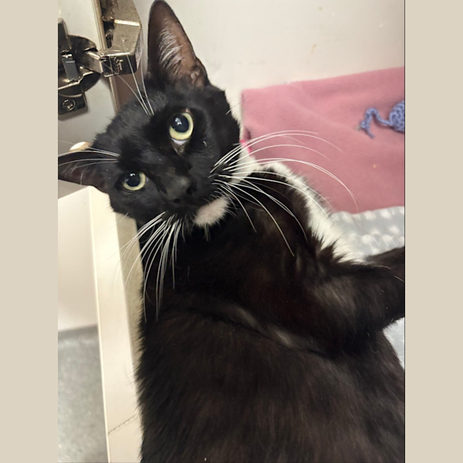 Photo of Kingston