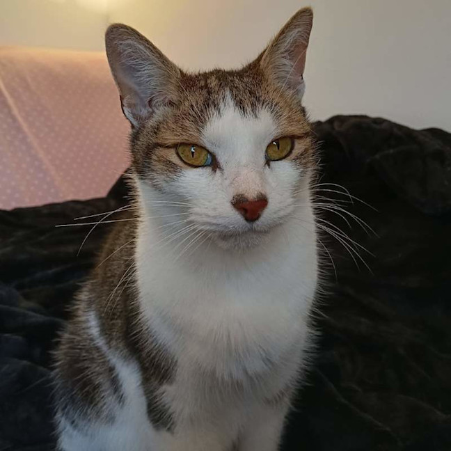 Photo of Tippy