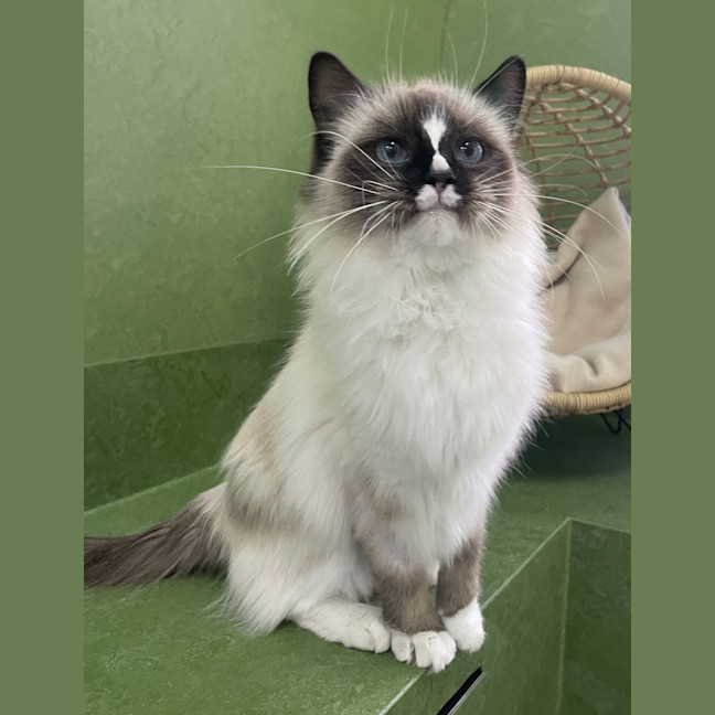 Photo of Oreo 