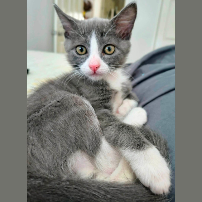 Photo of Possum 