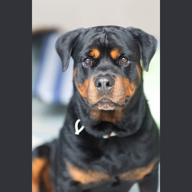 Photo of Griffin