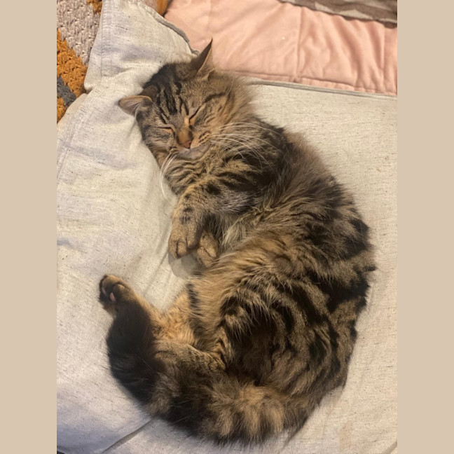 Photo of Bramble