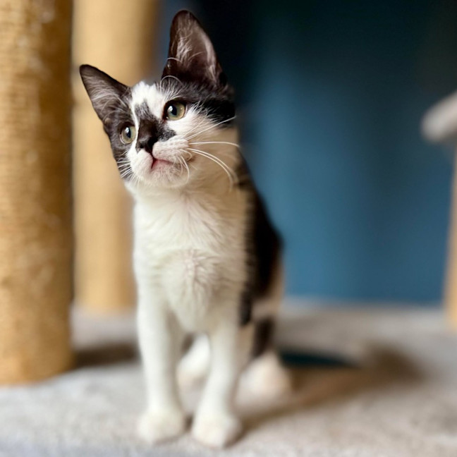 Photo of Boggle   Located In Templestowe