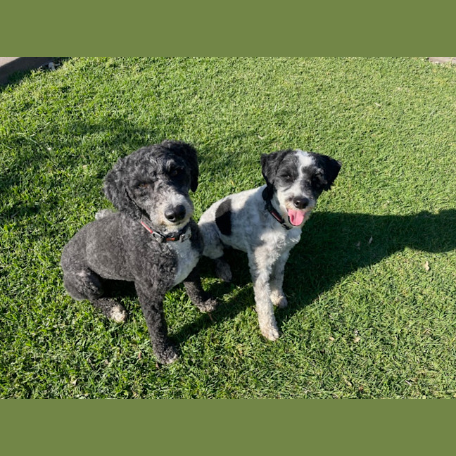 Photo of Frankie & Rosie