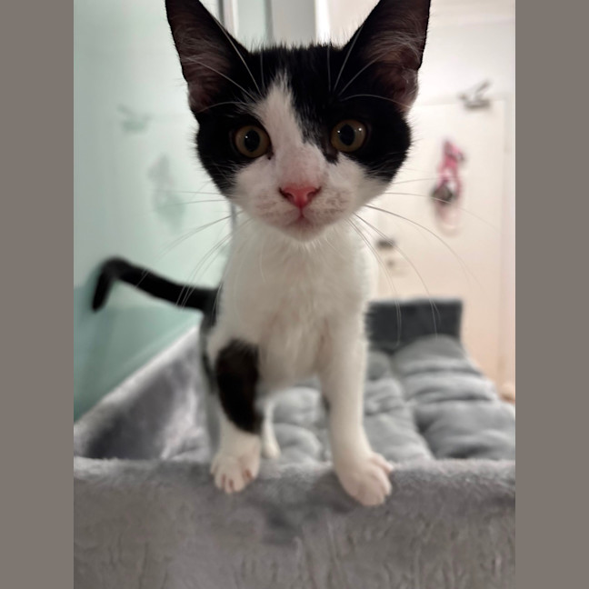 Photo of Squeaky Girl