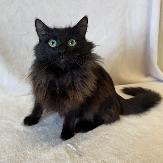 Photo of Merlin