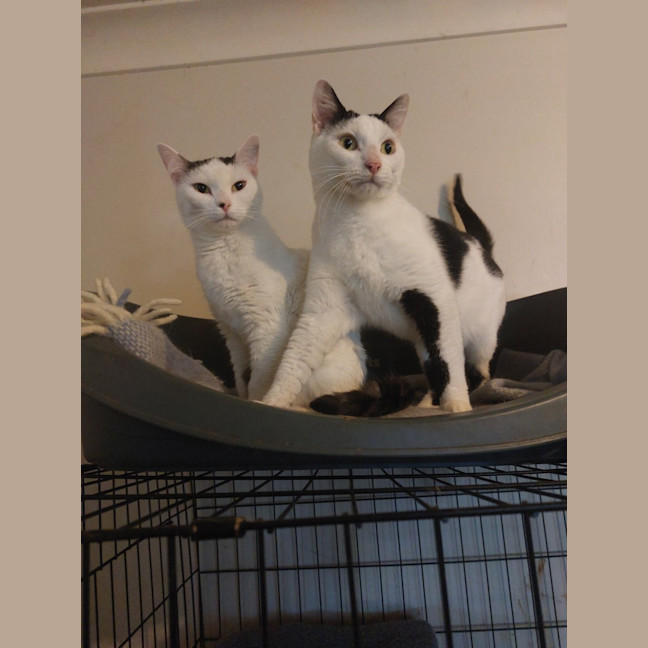 Photo of C 1 And Panda