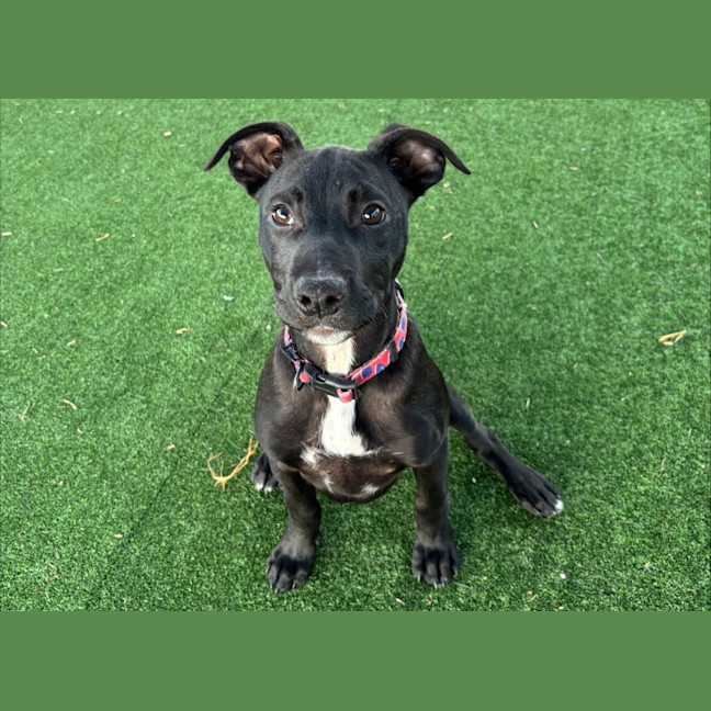 Photo of Baby Imp 835