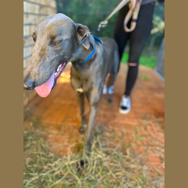 Photo of Frankie