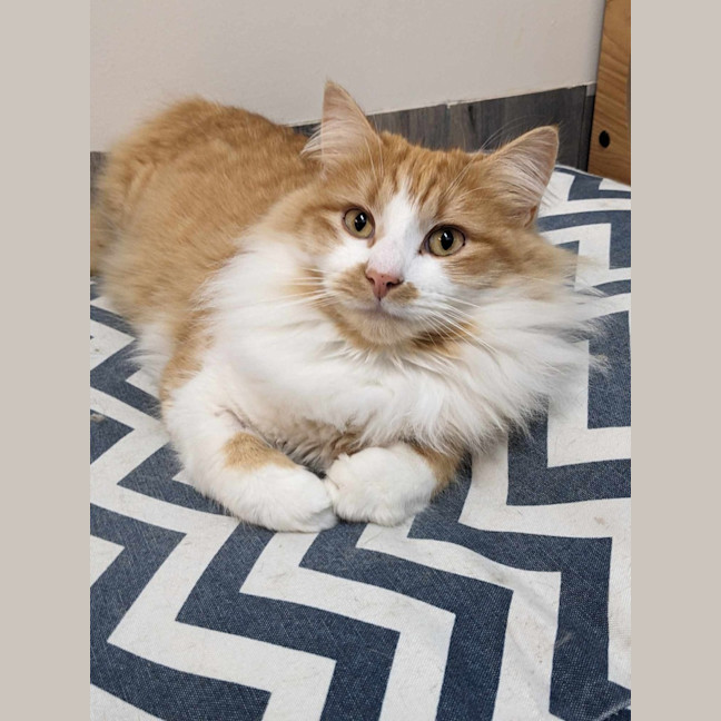 Photo of Sooki   Located In Preston 